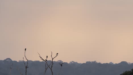 Birds-are-seen-in-the-distance-perched-on-top-of-dead-tree-branches-during-sunset-in-tropical-rainforest