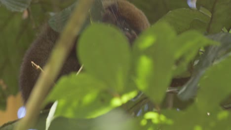 Mono-Tití-Oscuro-Alimentándose-De-Arañas-Sociales-En-La-Reserva-Nacional-De-Tambopata