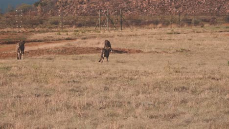 Cheetahs-prowling-african-savannah-grassland-along-reserve-fence