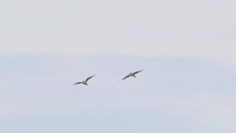 Zwei-Wilde-Blauköpfige-Aras-Fliegen-In-Richtung-Kamera,-Drehen-Sich-Zur-Seite