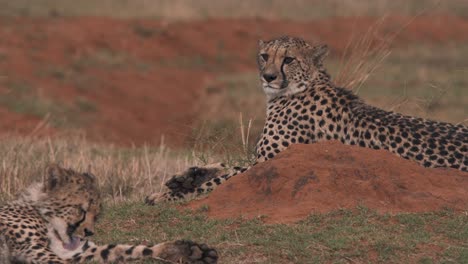 Two-cheetahs-lying-in-grassy-african-savannah,-one-licking-its-fur