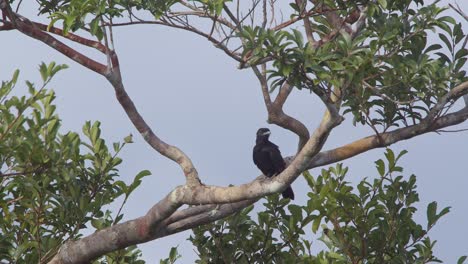 A-fruit-crow-is-seen-perched-on-a-tree-branch-looking-around-then-flies-off,-static-shot