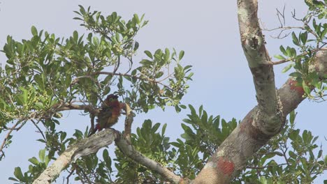 A-beautiful-Aracari-toucanet-gazes-around-as-it-is-perched-on-a-branch-on-a-treetop,-static-shot