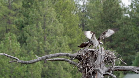 One-osprey-trying-to-get-a-fish-from-another-osprey