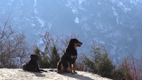 Two-dogs-resting-beside-a-mountain-trail-overlooking-a-large-valley-in-the-Himalaya-Mountains