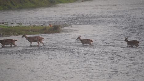 Algunos-Ciervos-Manchados-Cruzando-Un-Río-En-El-Parque-Nacional-De-Chitwan