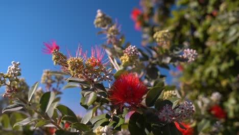 Close-up-of-red-flower-with-spikes-against-vibrant-blue-sky