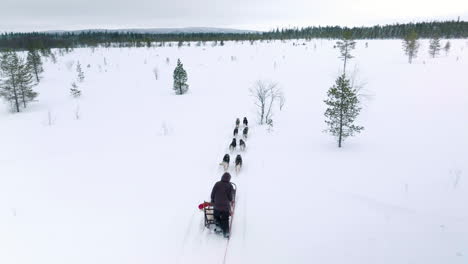 Huskies-Activos-Durante-Un-Paseo-De-Fitness-En-Muonio-Finlandia,-Cerca-De-Laponia