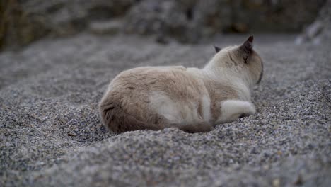 Sleepy-brown-and-white-cat-relaxing-in-sand-on-beach