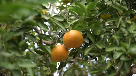 Zwei-Orangen-In-Der-Mitte-Eines-Baumes,-Bevor-Sie-Geschnitten-Werden