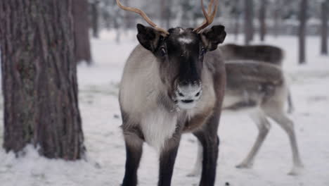 Reindeers-In-The-Forest-Farm-In-Muonio,-Lapland-Finland