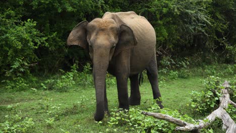 Vista-En-Primera-Persona-De-Un-Solo-Elefante-Asiático-Rodeado-De-Vegetación-Verde-En-El-Parque-Nacional-Udawalawe-En-Sri-Lanka
