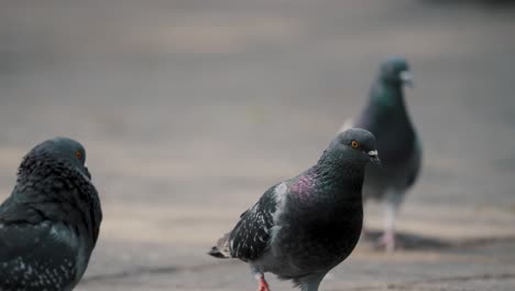 One-Pigeon-Walking-Apart-From-Other-Pigeons-Pecking-Seeds-In-City-Park-In-Antigua,-Guatemala