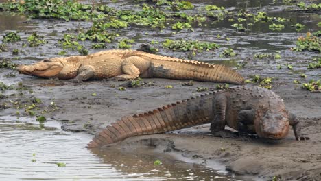 Ein-Muggar-Krokodil,-Das-Im-Chitwan-Nationalpark-In-Nepal-Aus-Dem-Wasser-Auf-Das-Flussufer-Kriecht