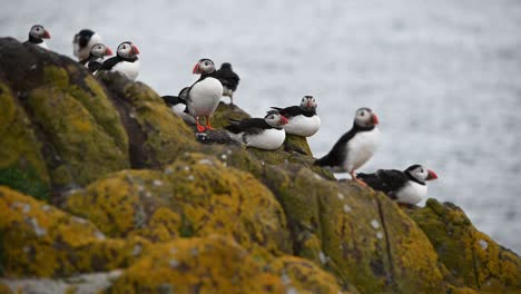 Big-group-of-Atlantic-Puffins-resting-on-top-of-the-cliffs-on-the-island