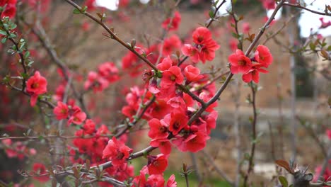Nahaufnahme-Von-Roten-Blumen-Mit-Zweigen-Und-Verschwommenem-Hintergrund