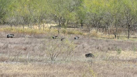 A-sounder-of-razorback-hogs-quickly-walking-across-clearing-in-dry-grassland-in-Lake-Falcon-Texas-State-Park-in-southern-Texas