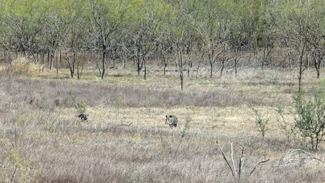 Two-wild-pigs-wondering-across-a-clearing-in-dry-grassland-in-Lake-Falcon-Texas-State-Park-in-southern-Texas