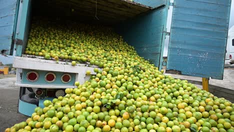Truck-full-with-oranges-from-alamo-veracruz,-mexico