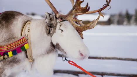 Close-Up-Of-Lapland-Reindeer-Wearing-Harness-Attached-To-Sleigh-On-Snow-In-Muonio,-Finland