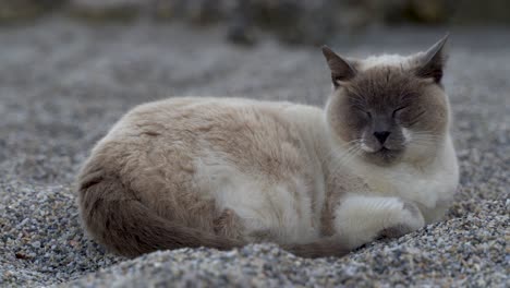 Schöne-Majestätische-Ragdoll-Katze,-Die-Im-Schatten-Am-Strand-Schläft