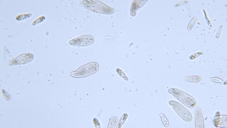 Hohe-Dichte-Einzelliger-Paramecium-Protozoen-Unter-Dem-Mikroskop