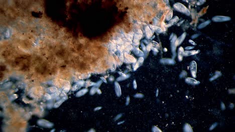 Hohe-Dichte-Einzelliger-Paramecium-Protozoen-Unter-Dem-Mikroskop