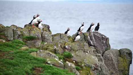 Group-of-Atlantic-Puffins-sitting-on-the-rocks-getting-ready-for-nesting-season