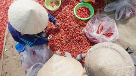 Close-up-shot-of-child-girl-selecting-red-chilies-at-Giang-province,-Vietnam
