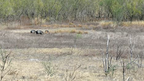 Three-wild-pigs-rooting-for-food-in-dry-grassland-in-Lake-Falcon-Texas-State-Park-in-southern-Texas