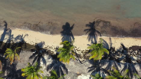 Tilting-drone-shot-of-tropical-caribbean-palm-beach-and-blue-sea