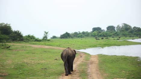 Toma-En-Cámara-Lenta-De-Elefante-Caminando-Hacia-El-Lago-De-Agua-Clara-Para-Tener-Un-Baño-Refrescante,-Sri-Lanka