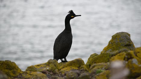 Close-up-of-a-Common-Shag-resting-on-edge-of-the-cliff-on-a-cloudy-day