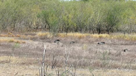 A-sounder-of-wild-boar-walking-across-clearing-in-dry-grassland-in-Lake-Falcon-Texas-State-Park-in-southern-Texas
