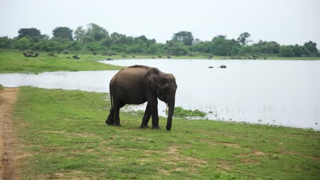 Feste-Aufnahme-Eines-Grauen-Elefanten,-Der-Gras-Von-Der-Grünen-Wiese-In-Einem-Atemberaubenden-Tierreservat,-Sri-Lanka,-Frisst