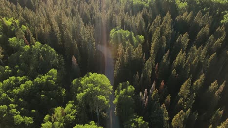 Aerial-Drone-Flying-Over-Lovely-Countryside-Road-Surrounded-By-Beautiful-Pine-Tree-Woods-During-Sunset