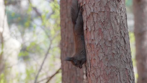 Eurasian-Gray-Squirrel-Hangs-Upside-Down-on-Pine-Tree-Trunk-on-Hind-Legs-and-Eats-Nut-Holding-in-Paws,-Sciurus-Vulgaris