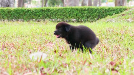Stray-black-puppy-dog-pooping-in-the-grass-of-a-park