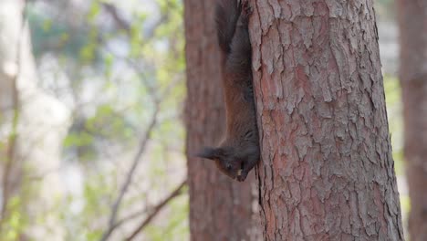Squirrel-hangs-upside-down-on-Pine-tree-trunk-eating-nut