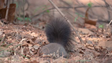 Eurasisches-Graues-Eichhörnchen-Mit-Weißem-Bauch,-Der-Eine-Nuss-Auf-Dem-Boden-Isst,-Der-Mit-Abgefallenen-Blättern-Bedeckt-Ist