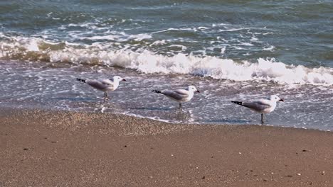 Audouin’s-Gulls-at-the-beach-on-a-windy-day