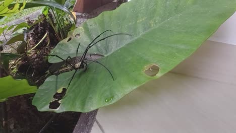 giant-spider-walking-on-a-palm-leaf