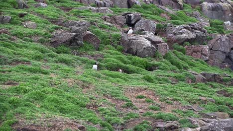 Couple-of-Atlantic-Puffins-coming-out-of-the-burrow-getting-ready-for-nesting-season