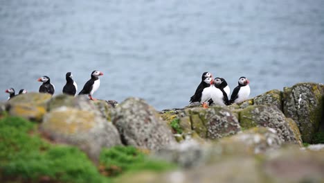 Two-small-groups-of-Atlantic-Puffins-resting-on-the-rocks-with-the-ocean-in-the-background