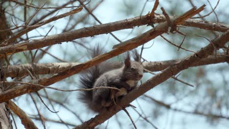 White-bellied-Eurasian-Gray-Squirrel-resting-on-a-pine-tree-branch-in-Korean-forest