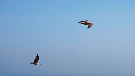 Audouin’s-Gulls-flying-on-a-clear-sky