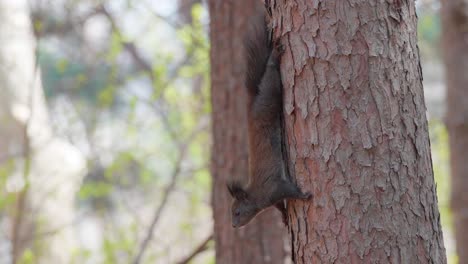 Eurasian-Gray-Squirrel-hangs-upside-down-on-Pine-tree-trunk-with-blurred-background,-Sciurus-vulgaris-in-spruce-forest-side-view