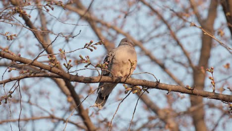 Common-pigeon-resting-on-tree-branch-in-early-spring-under-sunset-light