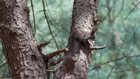 Eurasian-Gray-Squirrel---Sciurus-Vulgaris---on-Pine-tree-trunk-in-Korean-Forest