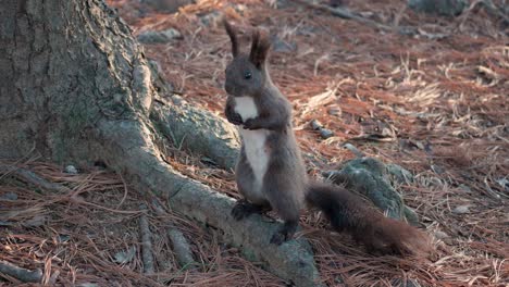 Weißbauchiges-Eurasisches-Rotes-Eichhörnchen,-Das-Auf-Den-Hinterbeinen-Am-Kiefernstamm-Steht